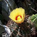 Astrophytum senilis