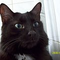 Sarabi