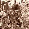 Malwa czarna #rośliny #ogród #kwiaty #natura #flora #przyroda #działka #Malwa #czarna
