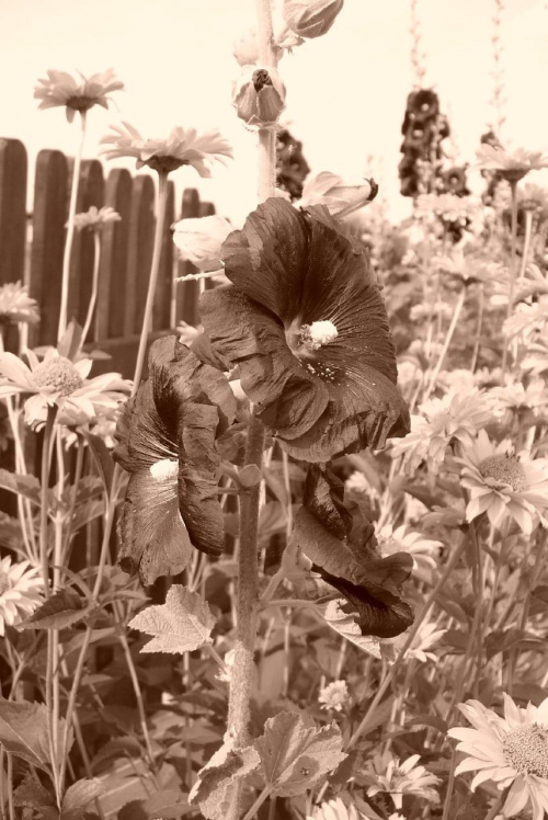 Malwa czarna #rośliny #ogród #kwiaty #natura #flora #przyroda #działka #Malwa #czarna
