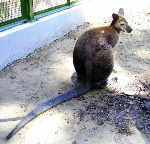 #zwierzęta #zoo #park #natura #kangur
