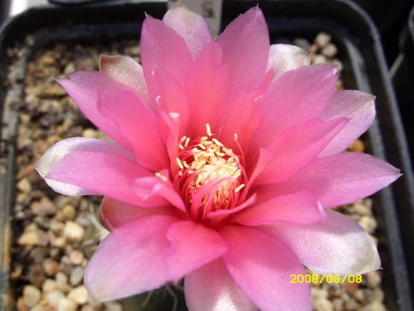 Gymnocalycium denudatum v. śruba