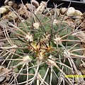 Gymnocalycium spegazzinii