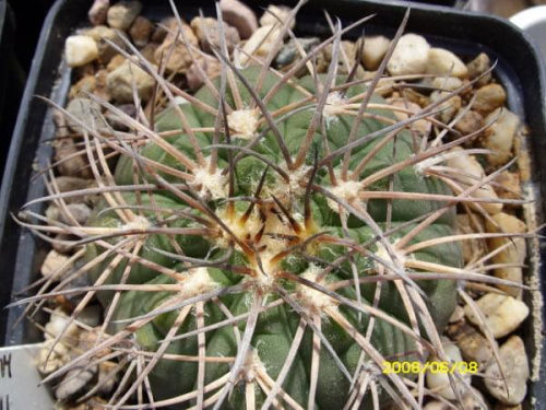 Gymnocalycium spegazzinii