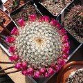 Mammillaria