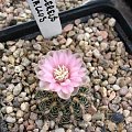 Echinocereus pulchellus