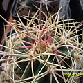 Ferocactus stenesii var. pilosus