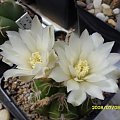 Gymnocalycium denudatum