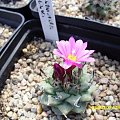 Turbinicarpus alonsoi