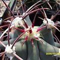 Ferocactus emoryi