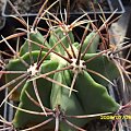 Ferocactus sp.