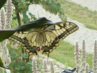 Papilio machaon 1