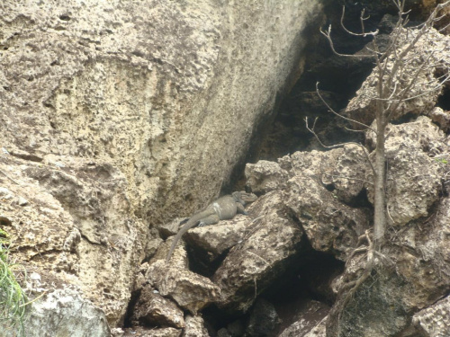 iguana nad Rio Yuma
