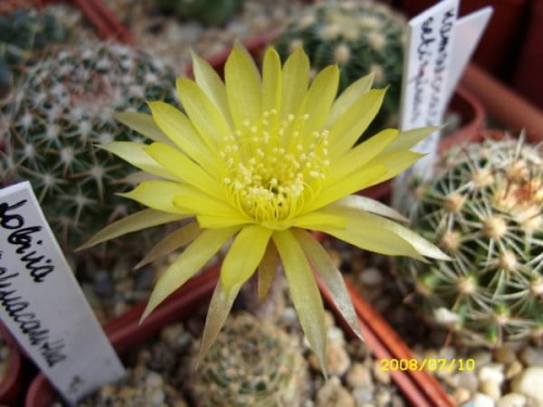 Lobivia arachnacantha f. żółta