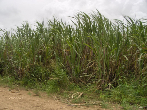 plantacja trzciny cukrowej
