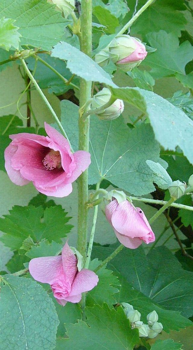 różowa w pąkach #malwa #kwiat #ogród