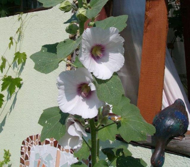 biała z kaczką #malwa #kwiat #ogród