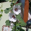 biała z kaczką #malwa #kwiat #ogród