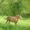 Cudne konie nad Wisłą...