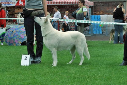 #WhiteSwissShepherd #BialyOwczarekSzwajcarski