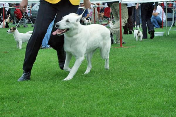 #WhiteSwissShepherd #BialyOwczarekSzwajcarski