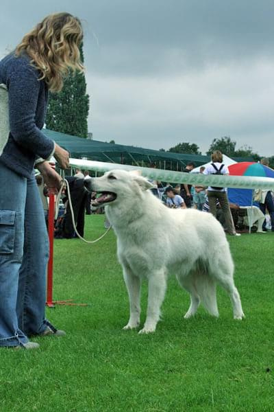 #WhiteSwissShepherd #BialyOwczarekSzwajcarski