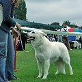 #WhiteSwissShepherd #BialyOwczarekSzwajcarski