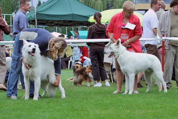 #WhiteSwissShepherd #BialyOwczarekSzwajcarski