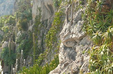 Skalna ściana na której są Ogrody Egzotyczne #MonacoIMonteCarlo