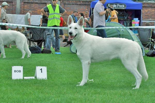 #WhiteSwissShepherd #BialyOwczarekSzwajcarski