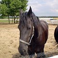 Z wizytą u koni fryzyjskich :)