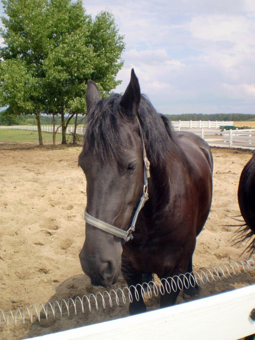 Z wizytą u koni fryzyjskich :)