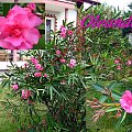 Oleander