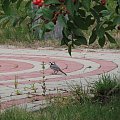 Pliszka siwa (Motacilla alba)