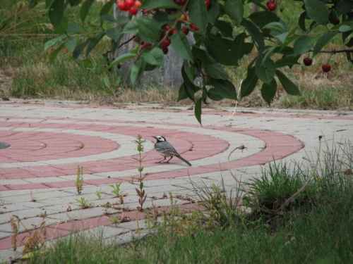 Pliszka siwa (Motacilla alba)