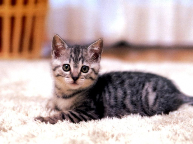 Kotek na ziemi, czy dywanie?