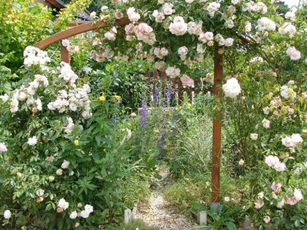 #ogród #róża