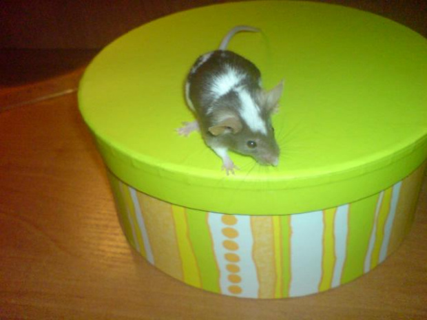 myszka Czesia #gryzonie #mysz #zwierzęta