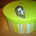 myszka Czesia #gryzonie #mysz #zwierzęta