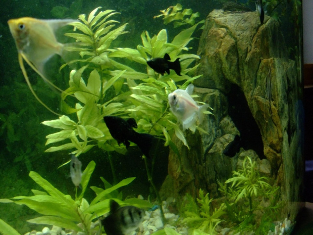 ładny gąszcz sie zrobił z tej rośliny