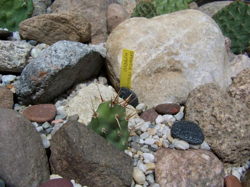 Opuntia fragilis hybryd