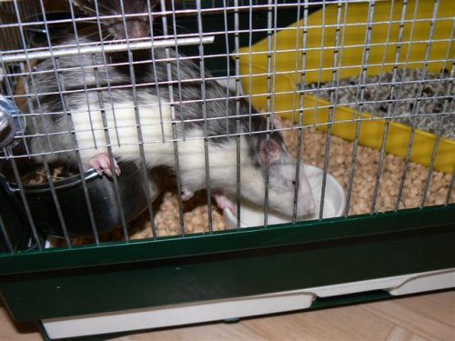 Zjeść za wszelką cenę :) #gryzonie #szczury #zwierzęta