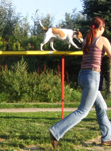 trening agility 29.07.08 foto: Agafig