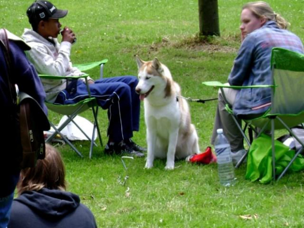 Dog show - Swindon - czerwiec 2008