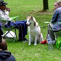 Dog show - Swindon - czerwiec 2008