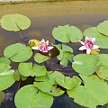 w ogrodzie botanicznym w Zagrzebiu Chorwacja 2008 rok. #OgródBotaniczny #Zagrzeb #Chorwacja #przyroda #fauna #flora