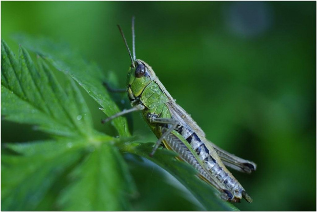 Nastała pora deszczowa, ale jak tylko zza chmur wyglądało słońce, wszystkie zmoczone stworzenia grzały się w jego promieniach #makro #owady #KonikPolny