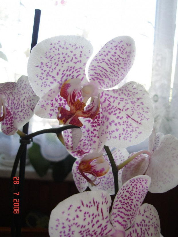 orchidea