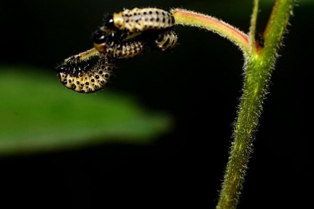 macro, owady, robaczki makro #macro #owady #RobaczkiMakro