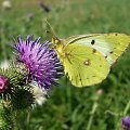 Szlaczkoń siarecznik - Colias hylae . Data : 31.07.2008. Miejscowość : Talary .